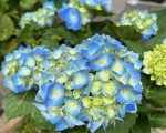 IMG_8991